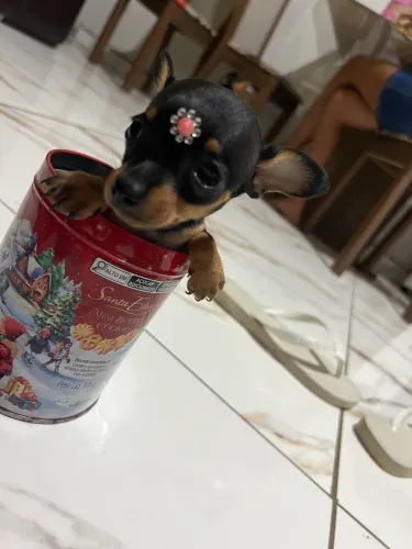 Vendo filhote de Pinscher fêmea 