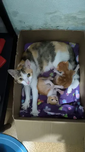 ADOÇÃO RESPONSÁVEL GATA