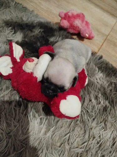 Filhote pug machinho