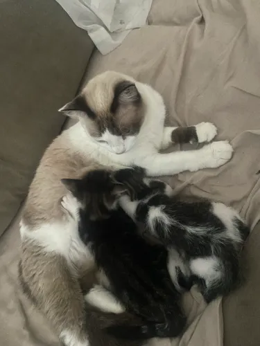 doação de gatos 