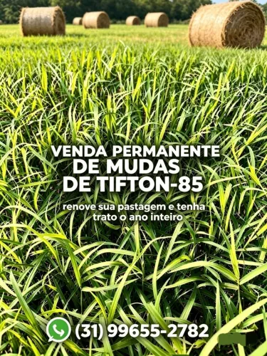 Muda de Tifton-85