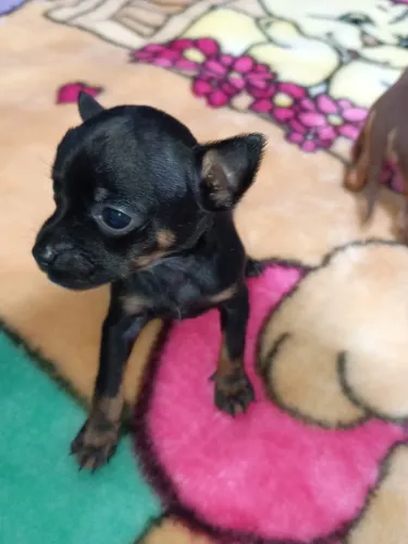 Pinscher zero disponível para novo lar