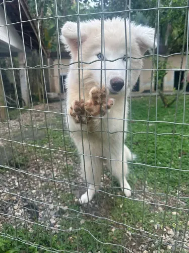 Husky wolly fêmea 5 meses