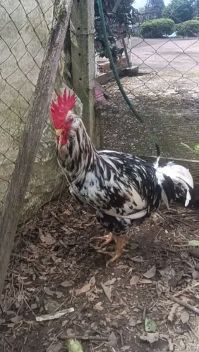 Frango GSB Barbudo