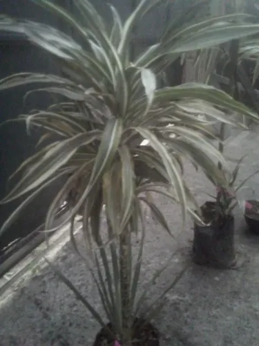 Dracena variegata