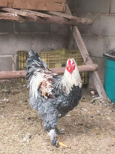 GALO BRAHMA