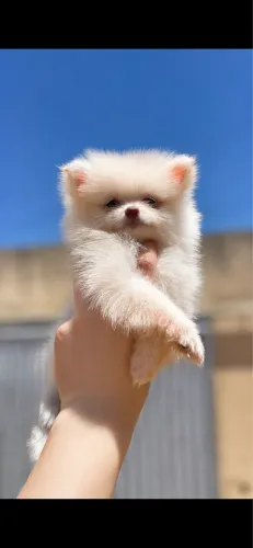 Lulu da Pomerania