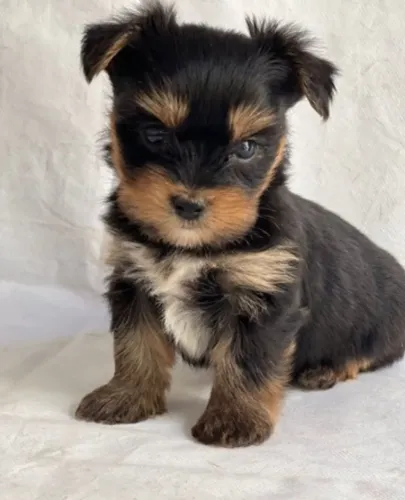 Lindos filhotes de Yorkshire Terrier
