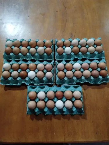 Vendas de ovos