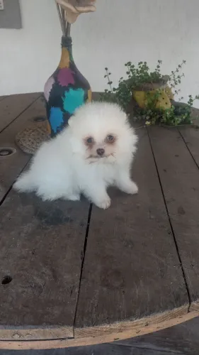 Maravilhoso Lulu anão machinho... OTIMA OPORTUNIDADE