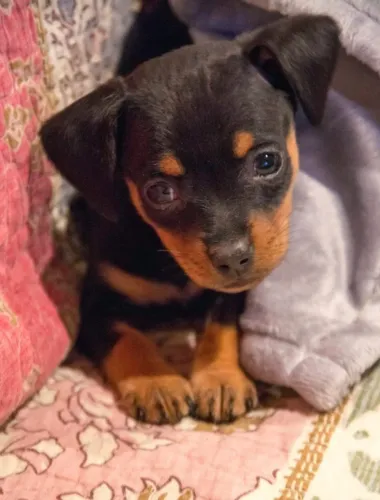 Bebezinho Pinscher/Pincher companheiro leal com saúde e procedência garantida
