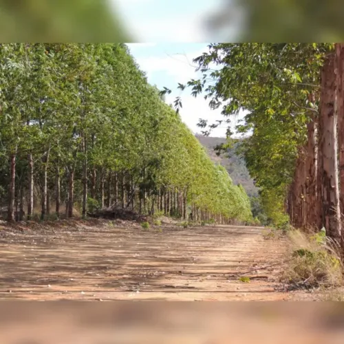 FAZENDA EM CHAPADA DA NATIVIDADE - TOCANTINS