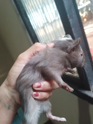 Animais