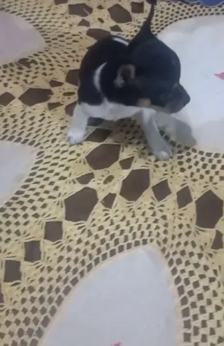 Filhote Pinscher