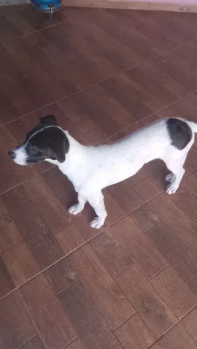 Cãozinho para doação solidária 