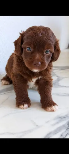 Vendo poodles puro 01 ZAP *