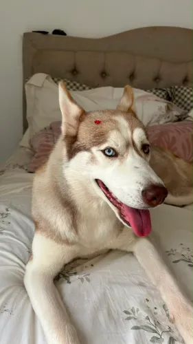 Doação husky ciberiana