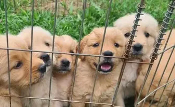 ÚLTIMOS FILHOTES Golden Retriever Puro - Pronta Entrega Hoje! ?