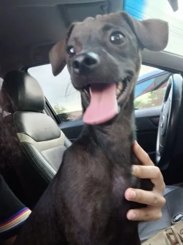 Cachorrinha pequena castrada 