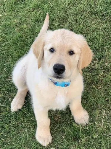 Filhote Golden Retriever, Quem resiste a esses olhinhos brilhantes?