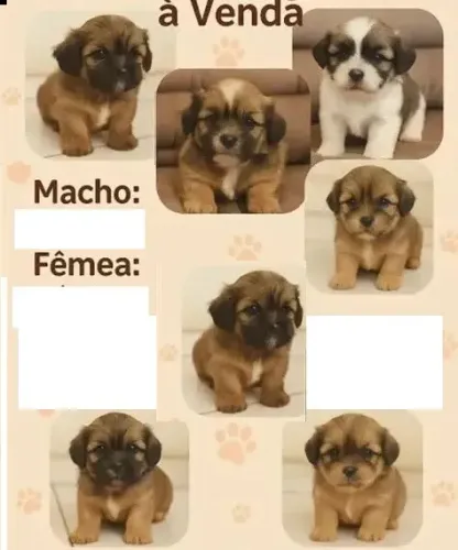 poodle x maltes   Respondo pelo 9.9751.649I