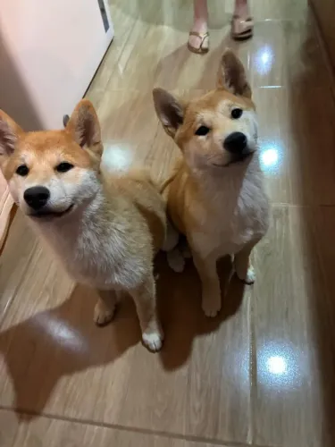 Casal de cães Shiba Inu por R$4.000