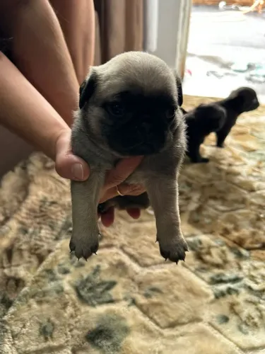 Vendo filhotes de Pug