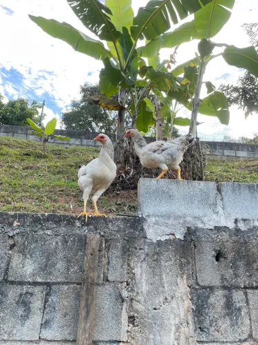 Frangas