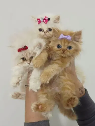 Lindos Babys Persa