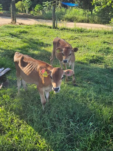 Doa-se 2 macho jersey