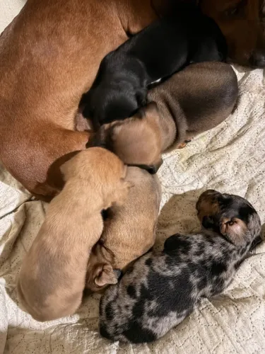 Filhotes de Salsichas Mini