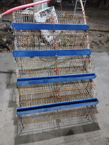 Gaiola pra codorna 