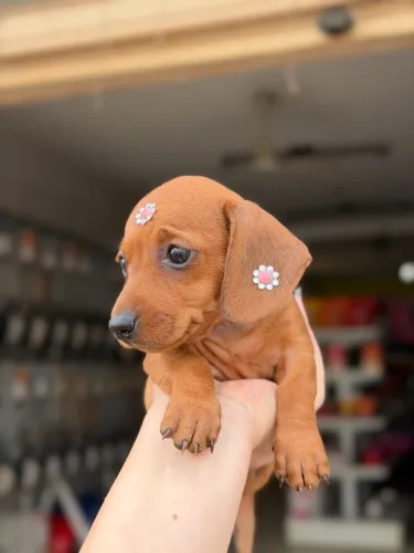 Dachshund fêmea caramelo