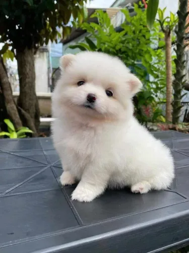 Spitz alemão Seu filho vai se apaixonar por esse filhote