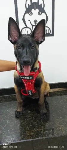 Linda fêmea de belga de malinoar