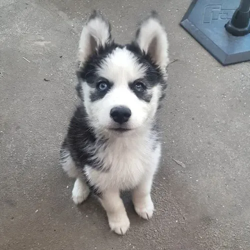 Husky siberiano a pronta entrega