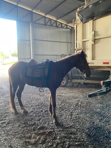 Cavalo 