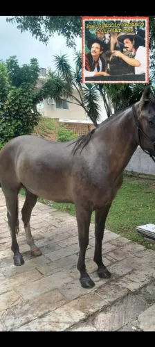 Égua crioula marcada