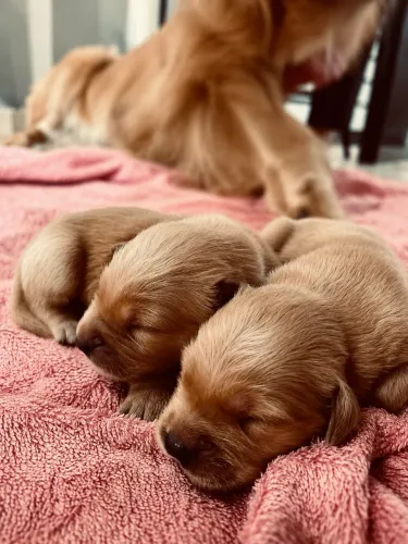 Filhote Golden Retriever