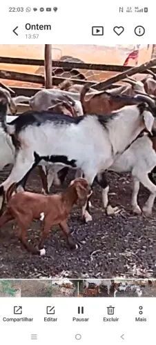 cabras cabritos bodes 
