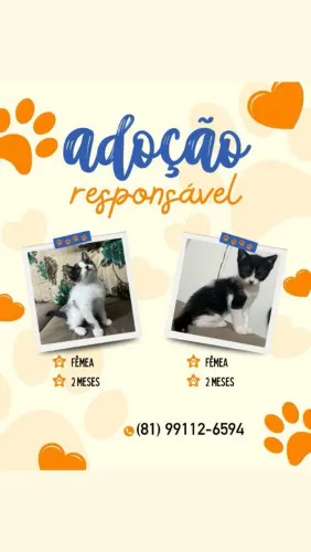 Adoção resposável