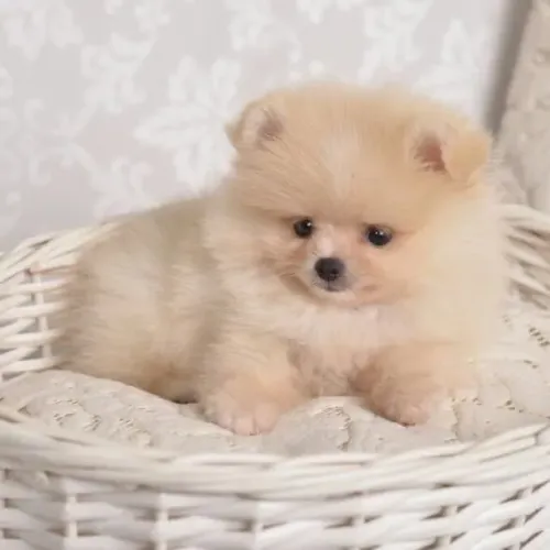 Lulu da pomerania creme