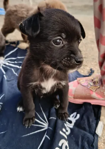 Doação de cachorros filhotes