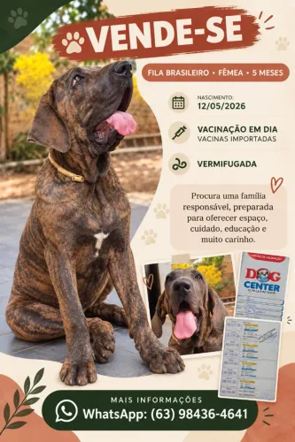 Filhote de Fila Brasileiro