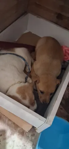 Doando filhote de chowchow