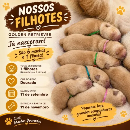 Golden Retriever Filhote, com excelente padrão e pedigree