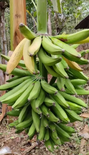 Mudas de banana terra anã