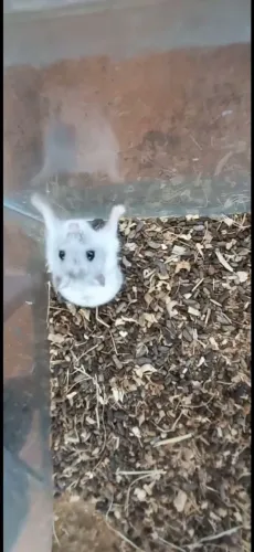 Chines anao russo hamster