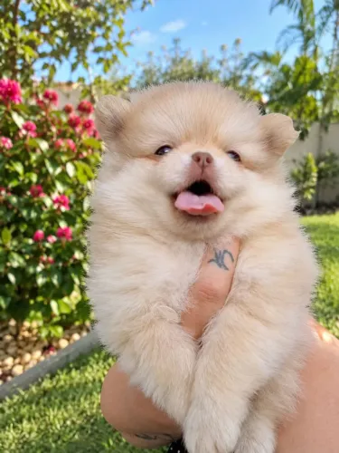 Spitz alemão macho anão 