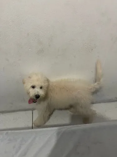 Cachorro poodle fêmea 